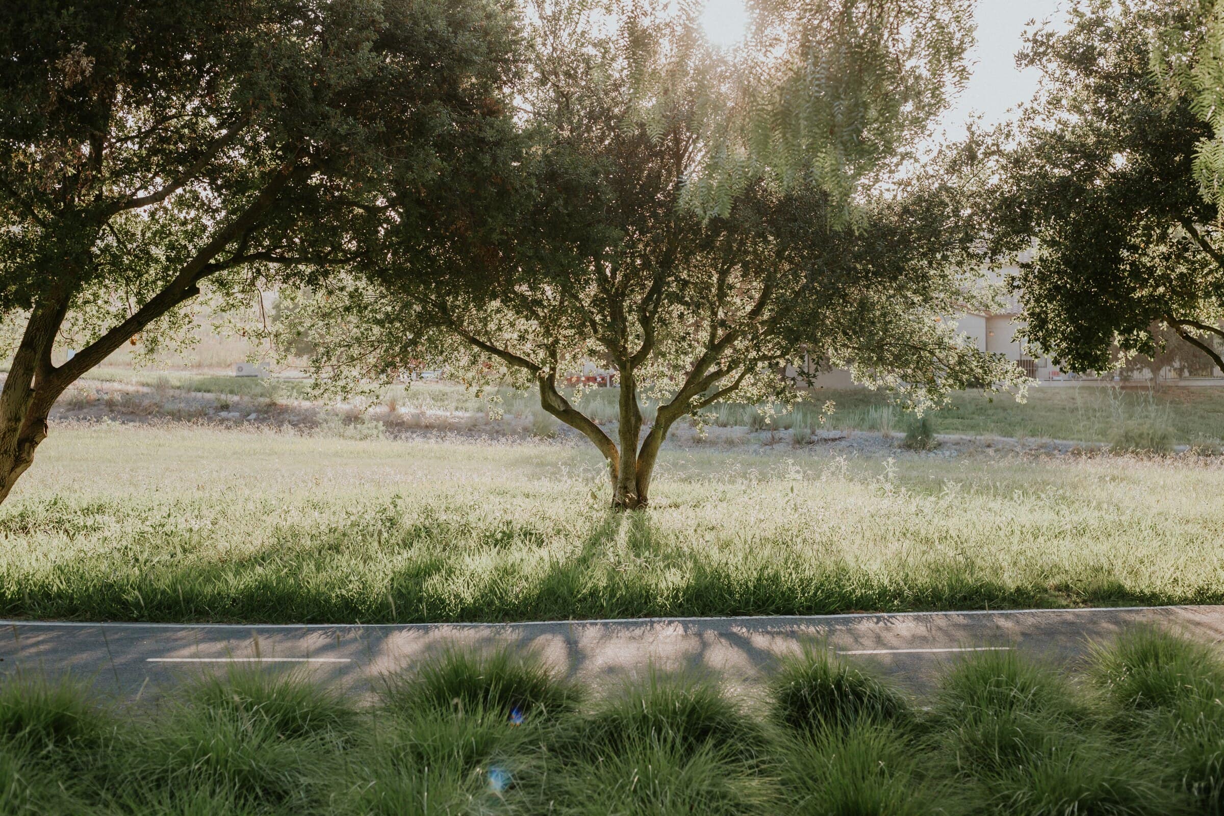 A lone oak tree in a grassy field with the sun low behind it